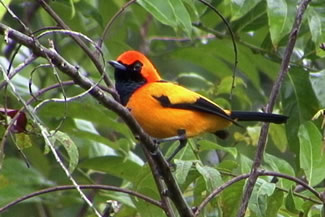 Goudmonarch - Monarcha chrysomela